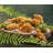 Nordic Ware Dinosaur Cakelet Pan