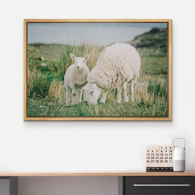 Animaux, Écosse, Irlande, campagne, mouton, agneau