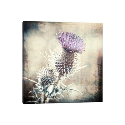 " Scottish Thistle " by Ros Berryman