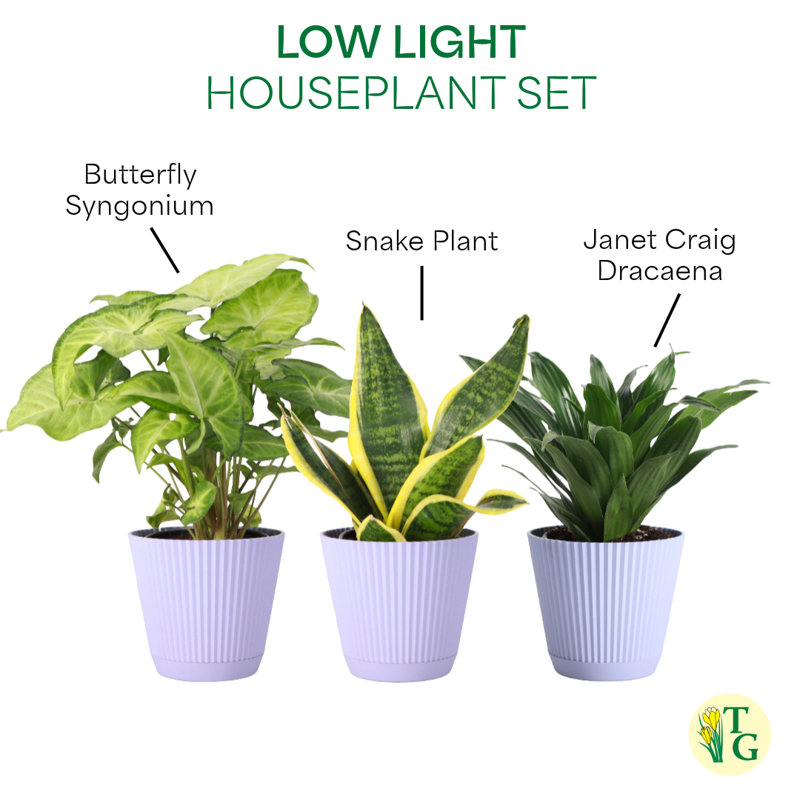 Live Low Light Houseplant Set, Lavender