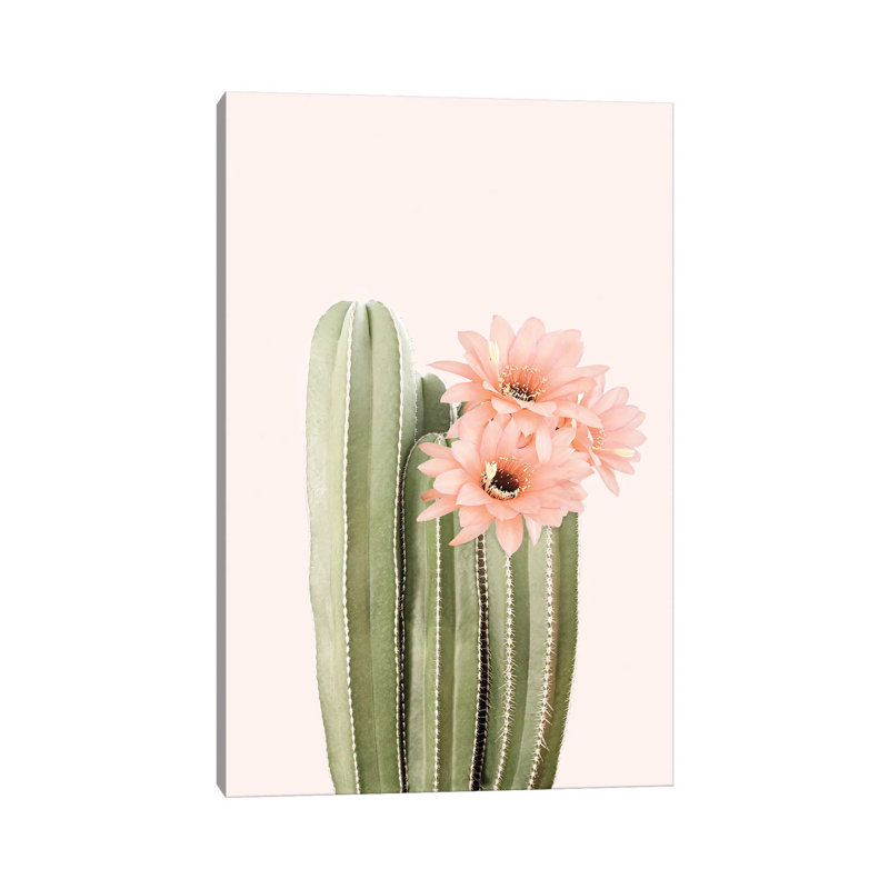 Cactus Flowers by Sisi & Seb - Gallery-Wrapped Canvas Giclée on Canvas, Canvas, 20.32 cm H x 30.48 cm W