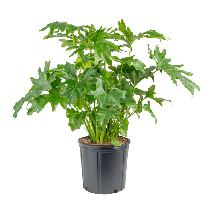 Selloum in Nursery Pot
