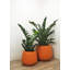 Faux zamioculcas botaniques au fini vert-440791682