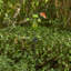 Piquet de jardin 39 po H
