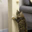 Scratching Post