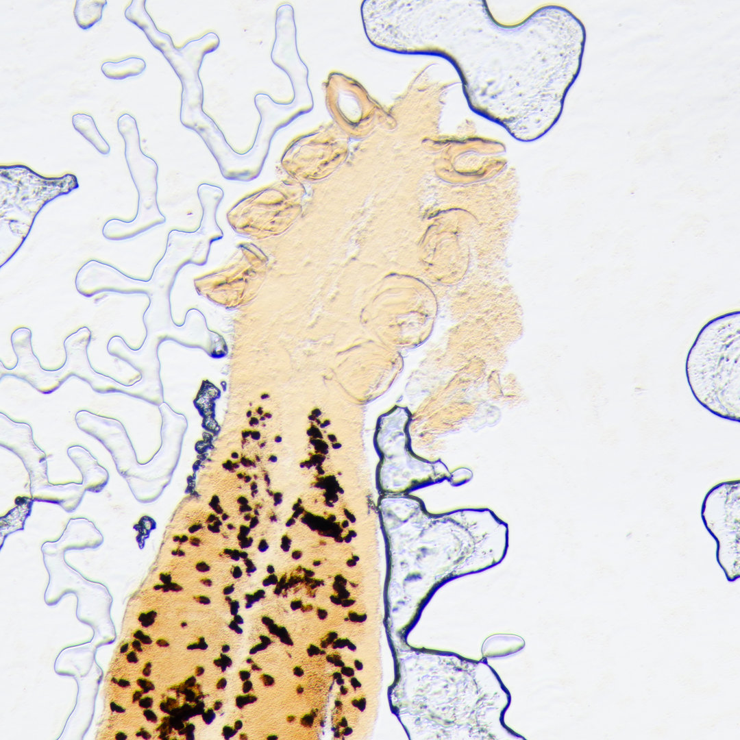 Parasite Clip Worm von Defun - Drucken