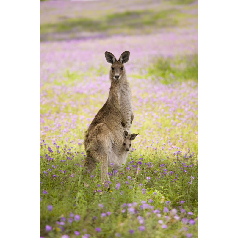 Kangaroo and Joey by Mburt, 48" H x 32" W