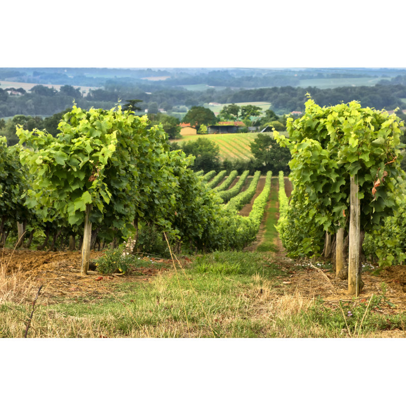 Pastoral Countryside XIX by Colby Chester - Photograph Print, 81cm H x 122cm W, Black Floater Framed