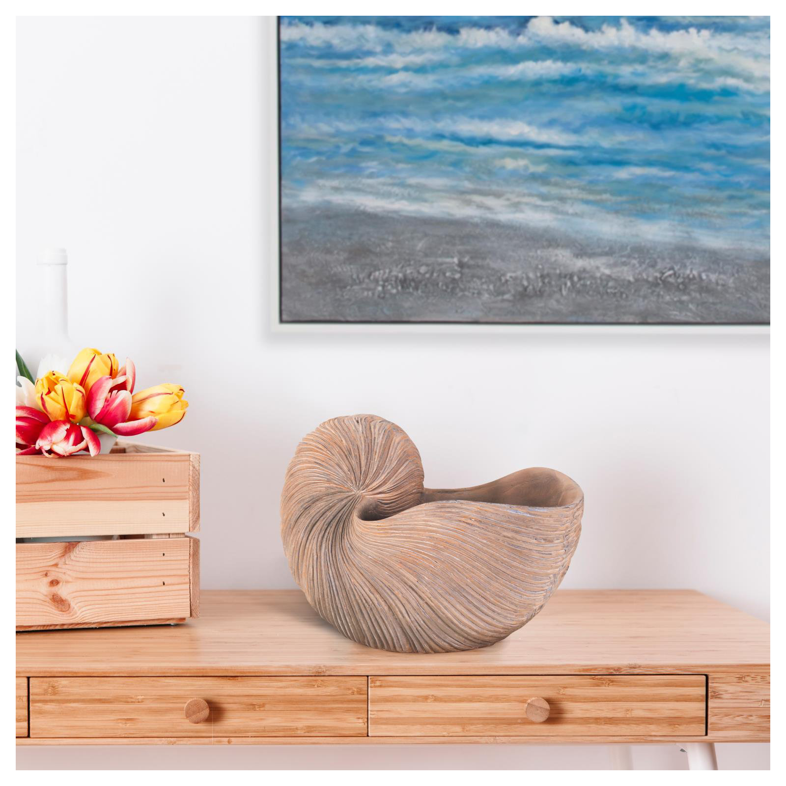 Nautilus Shell