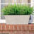 Fern Arrangement