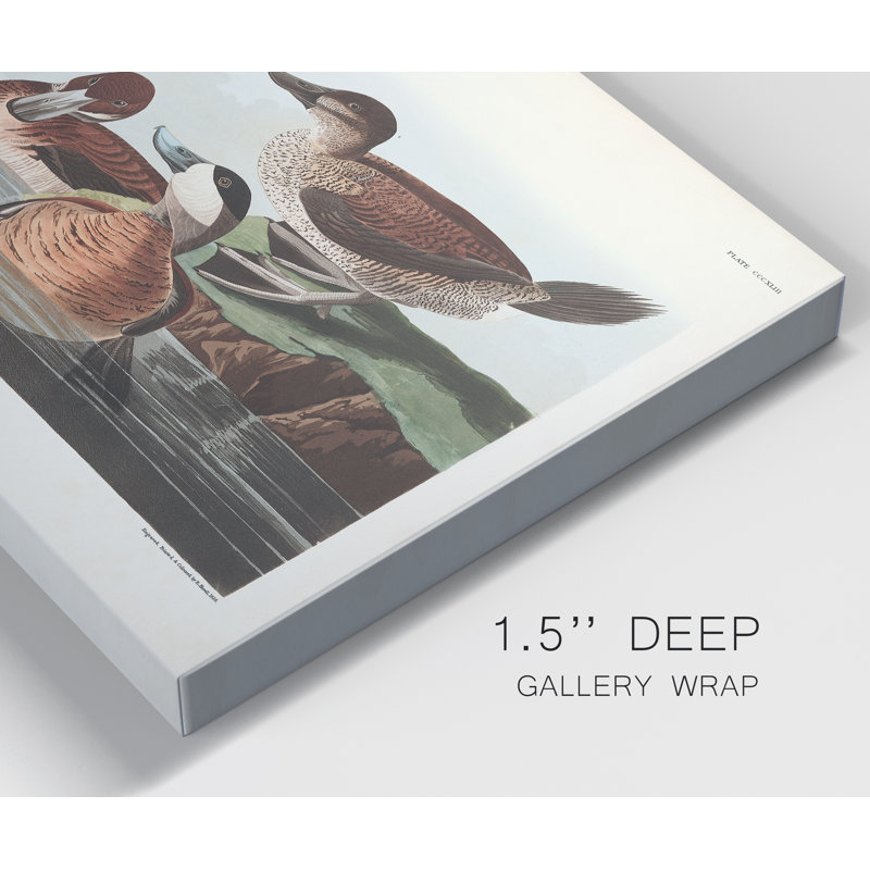 « Pl 334 Ruddy Duck »-reproduction sur toile tendue, H 36 po x l 24 po x P 1 po
