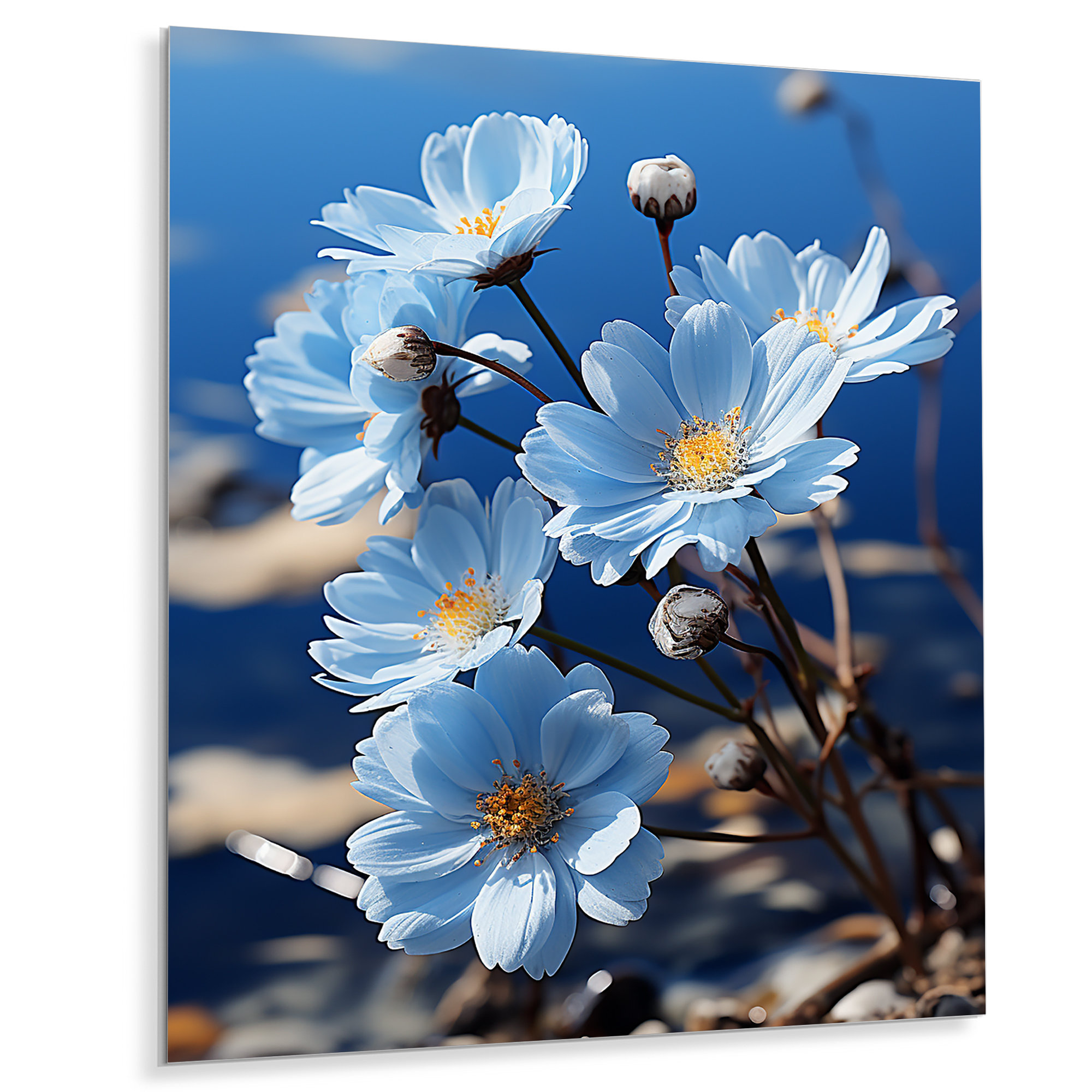 DesignArt Flowers Celestial Daisy Black On Metal Print