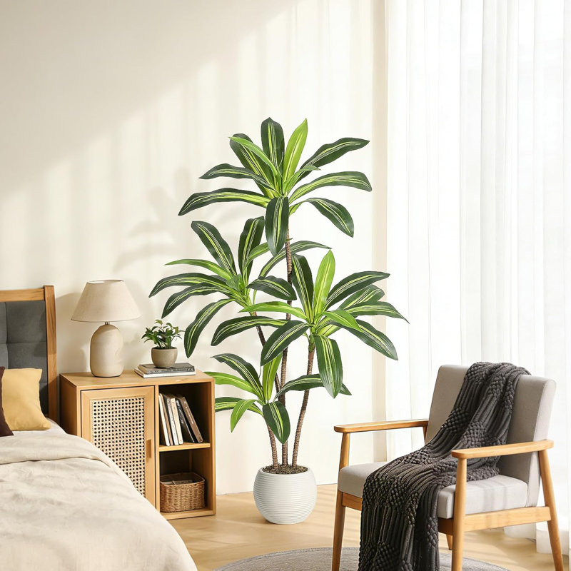 9.84cm Plant, 120 cm x 22 cm