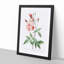 Pink Blush China Rose by Pierre-Joseph Redoute - Picture Frame Painting Print-55583709-55583708
