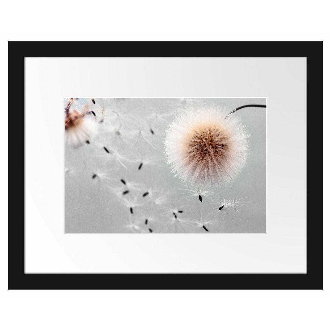 Gerahmtes Poster Dandelions in Motion