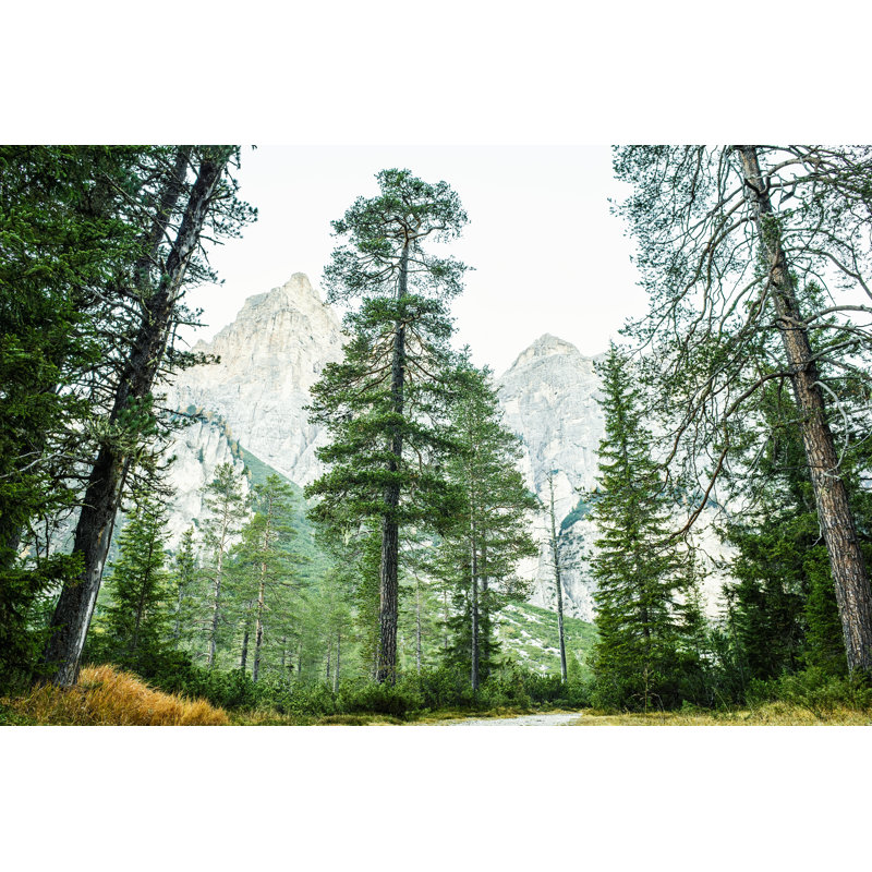 «Scenic Pine Woodland» par Misha Kaminsky, H 32 po x l 48 po