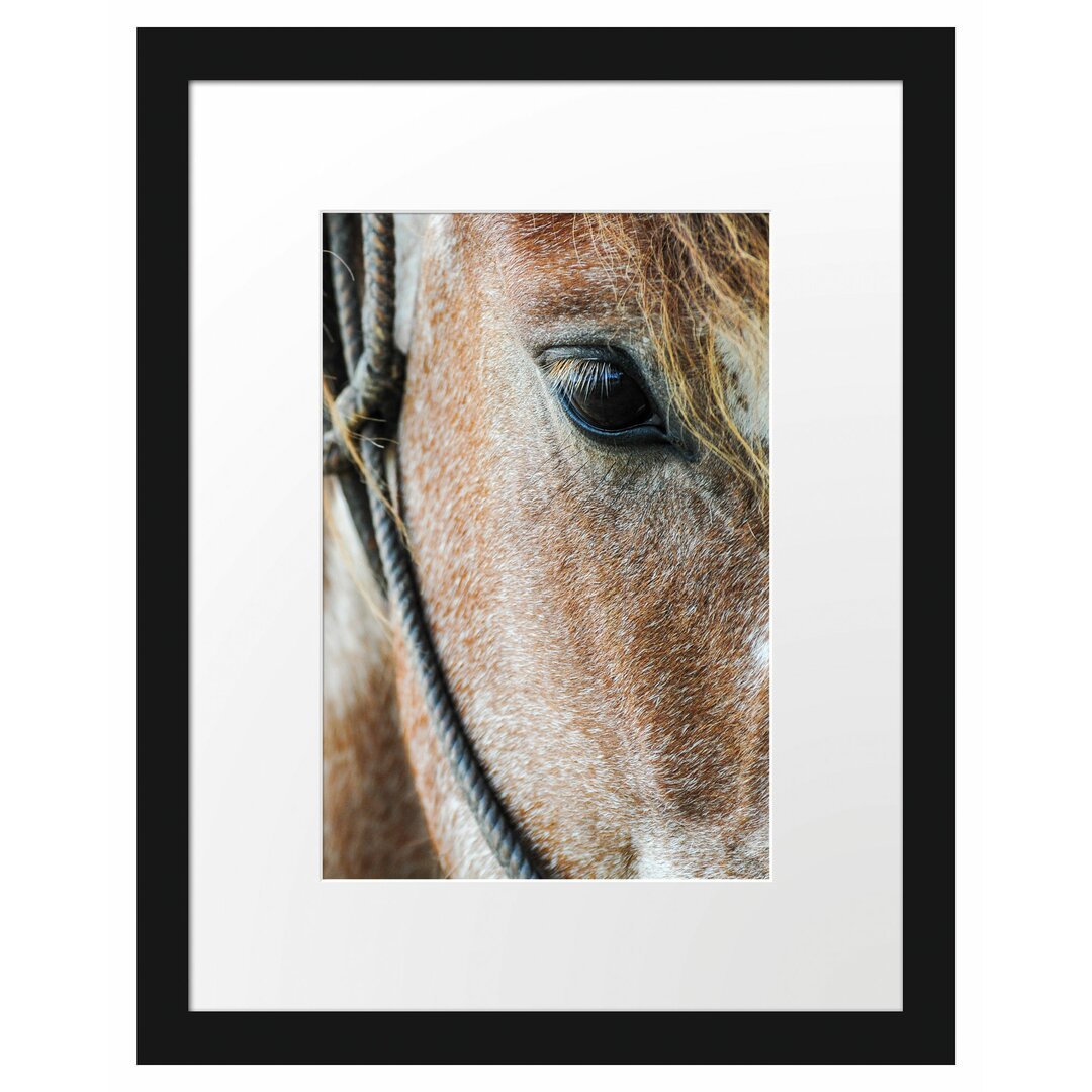 Gerahmtes Poster Magnificent Horse