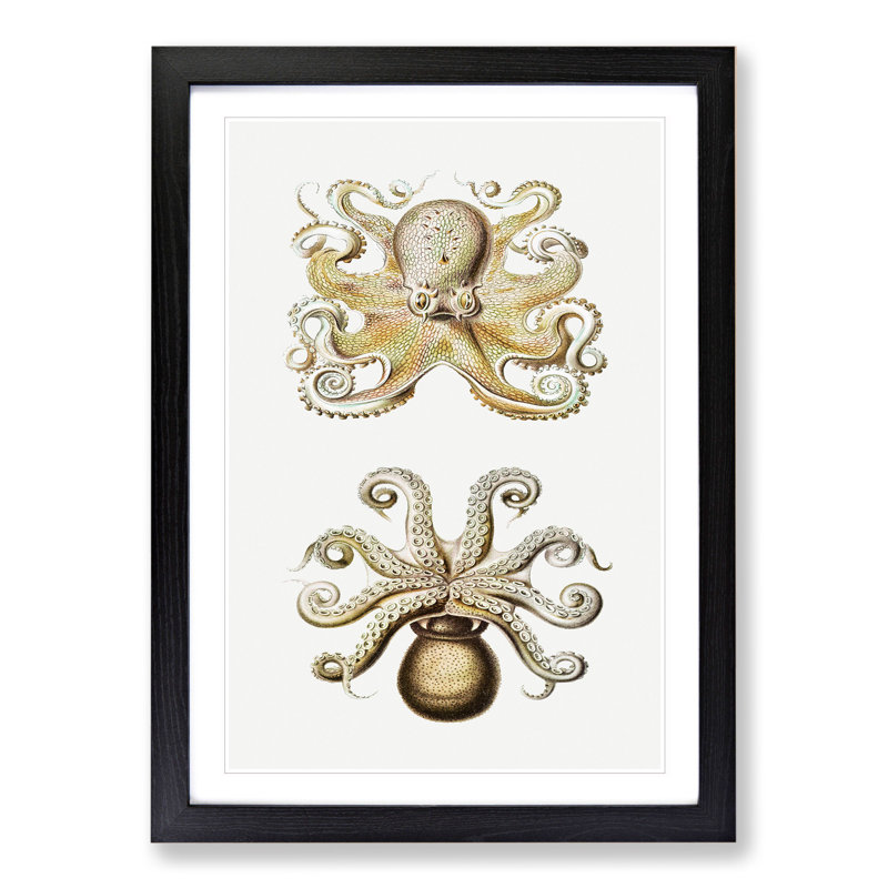 Vintage Octopus by Ernst Haeckel - Picture Frame Painting, 65cm H x 48cm W x 2cm D, Black