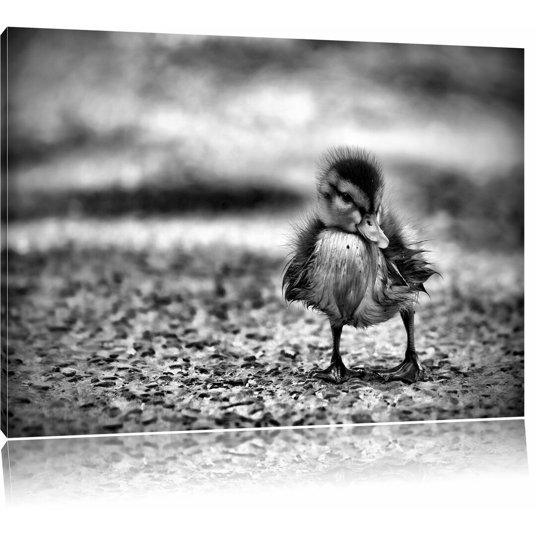 Leinwandbild Kleines Entenküken auf Straße in Monochrom