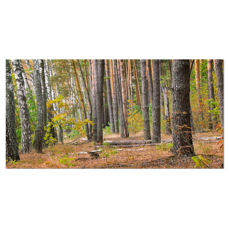 «Green Fall Forest with Thick Woods», reproduction de photo sur toile tendue, H 16 po x l 32 po