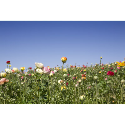 " Spring Flowers "