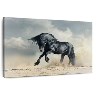 Powerful Black Stallion