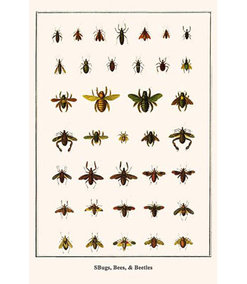 " Bugs Bees And Beetles " by Albertus Seba
