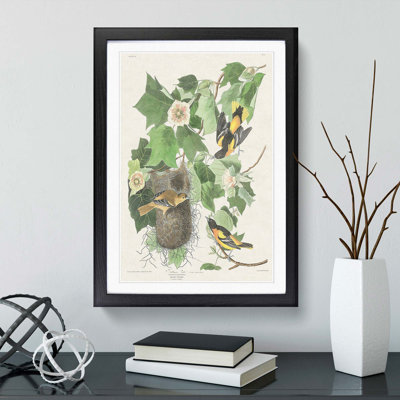 Baltimore Oriole Birds by John James Audubon - Framed Print