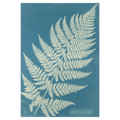 «Lastrea Spinulosa» par Anna Atkins - Estampe numérique