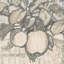 Emperor Alexander Apples Print by Jac Van Looij