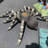 Spider Tarantula Over Sized Statue