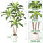 Plant-412834850
