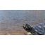 Figurine turtle tacheté