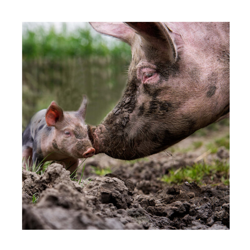 «Gert Van Den Get Into The Mud And Get Yourself», art sur toile sale, H 14 po x l 14 po