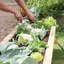 Kyler Raised Garden Bed-715114535