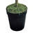 Lobos 72'' Faux Birch Tree in Pot