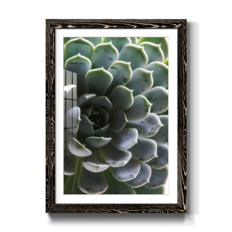 Zen Succulent I - reproduction de photo sur papier encadrée, H 44 po x l 31 po x P 1 po, Noir