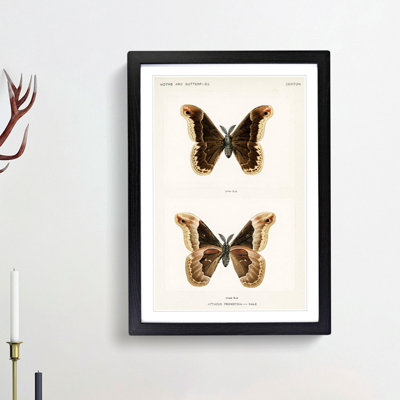 Promethea Silk-Moth by S.F. Denton - Picture Frame Painting Print