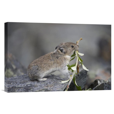 " American Pika Carrying Vegetation In Mouth, Yukon, Canada "