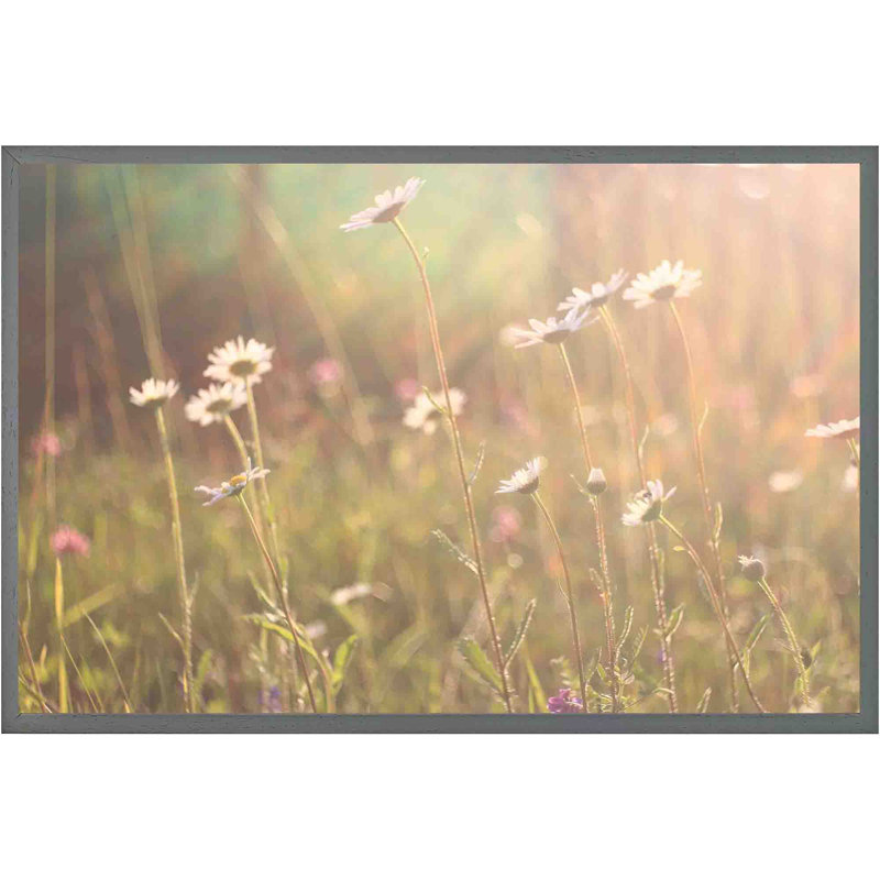 Congers Chamomile - Single Picture Frame Print, 41cm H x 61cm W x 4cm D, Grey