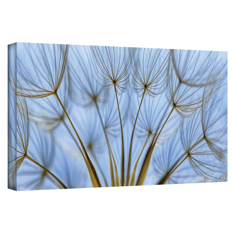 Parachute Seed Panoramic par Cora Niele - reproduction de photo sur toile, H 8 po x l 24 po