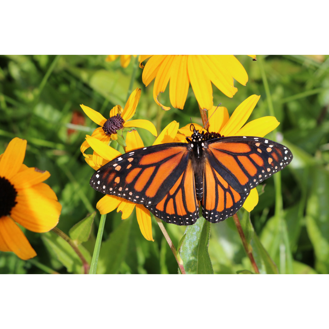 Monarch Butterfly On A Brown-Eyed Susan Flower by Diane Kuhl - Drucken