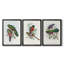 Gould Tropical Birds I - Toile tendue avec châssis sur mesure - 3 pièces