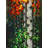 Birch With Two-tone Leaves Print On Canvas