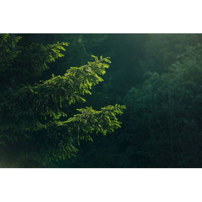 " Coniferous Forest " by Stsmhn