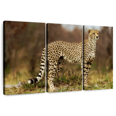 Guépard regardant sa proie