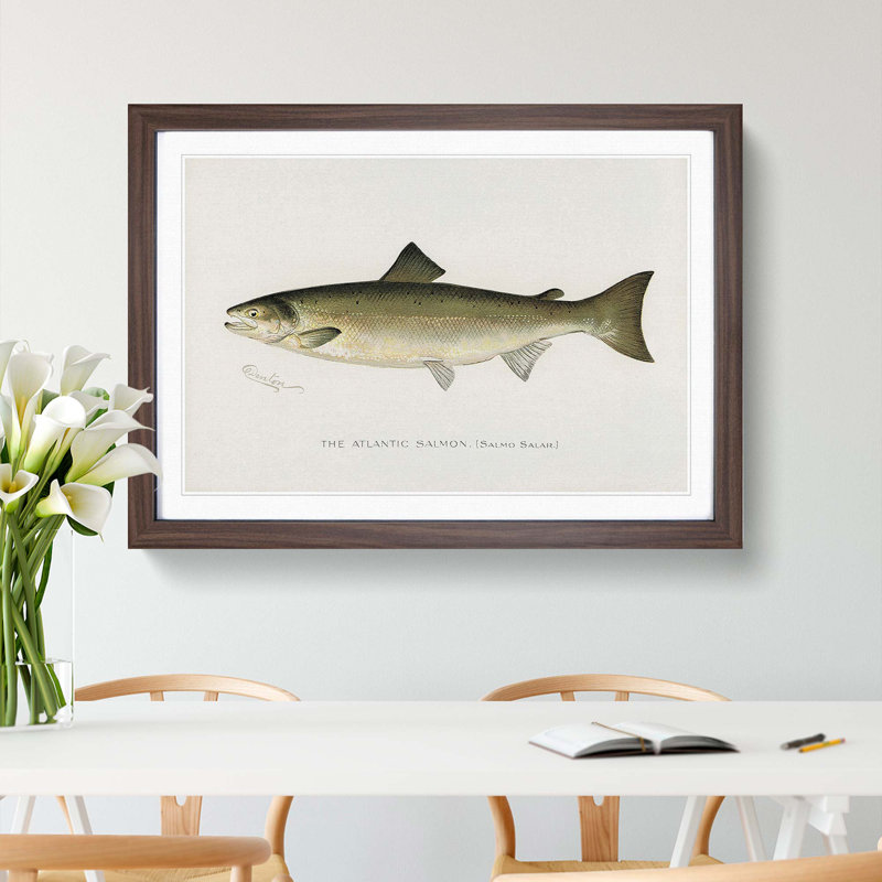 Atlantic Salmon by Sherman F. Denton - Framed Print, Walnut Framed, 33cm H x 45cm W x 2cm D