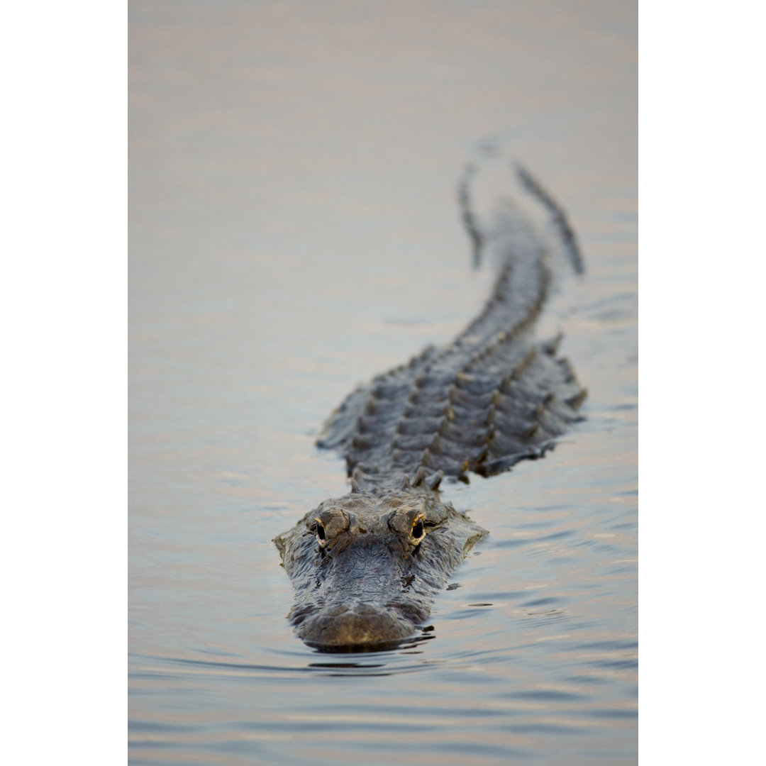 Alligator schwimmen - Leinwandbild