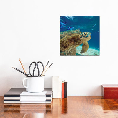 " Green Sea Turtle, Balicasag Island " by Tim Fitzharris
