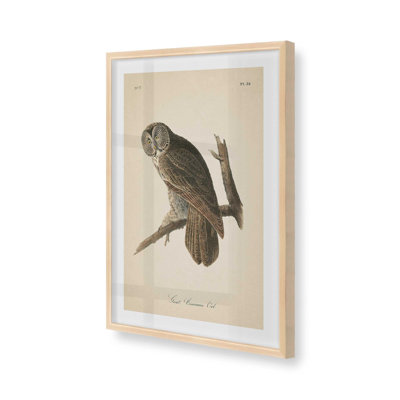 Impression d'un hibou perché dans un